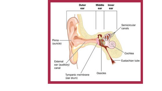 connection between tinnitus and tmj, donald tanenbaum