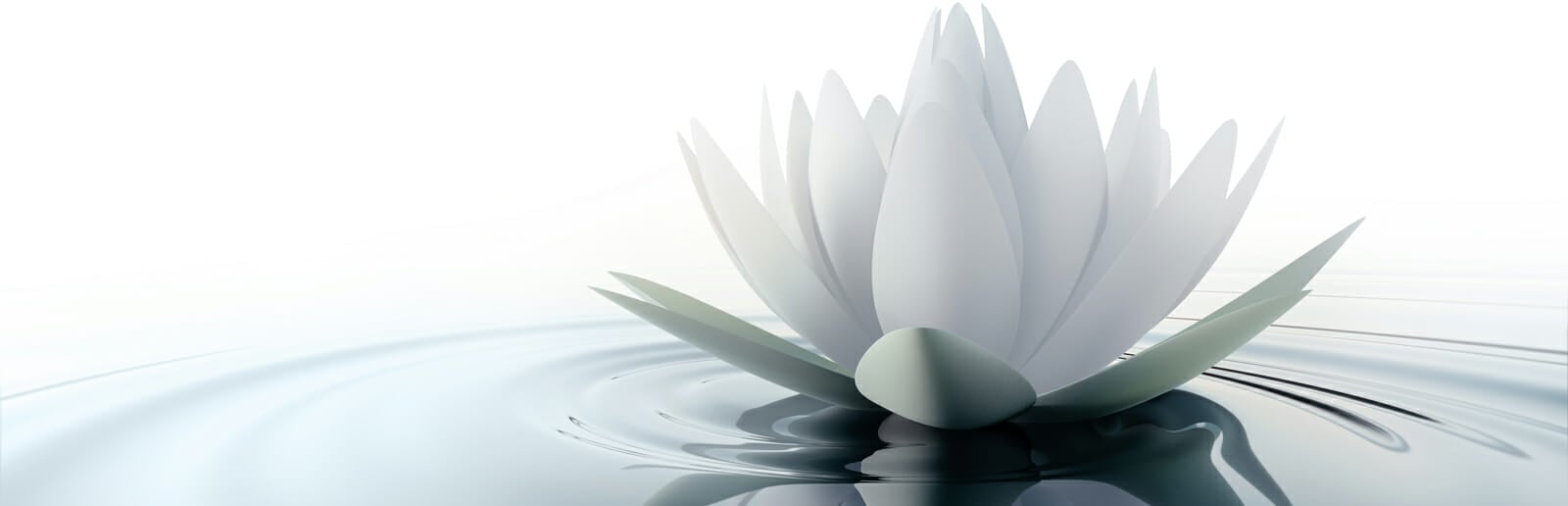 NYTMJ Hero Lotus Flower