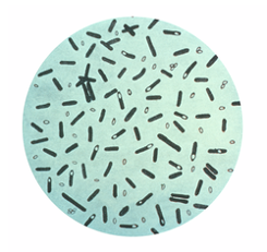 Microscopic image of Clostridium botulinum, the bacteria that causes infant botulism