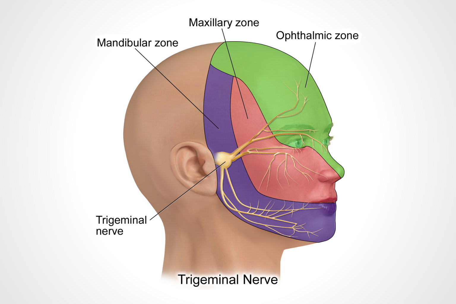 Anatomical illustration of the trigeminal nerve distribution across the face demonstrating ophthalmic, maxillary, and mandibular sensory regions.